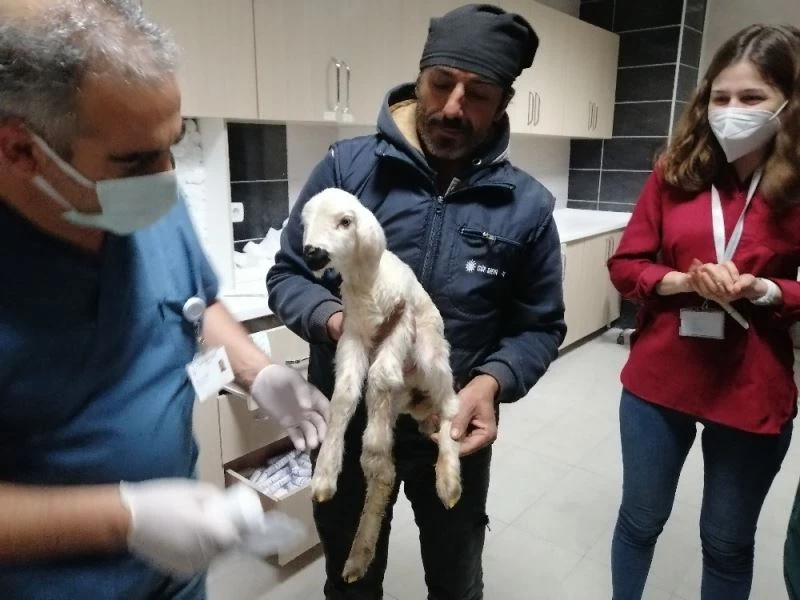 Hastane acil servisinde meleyen kuzu seferberliği
