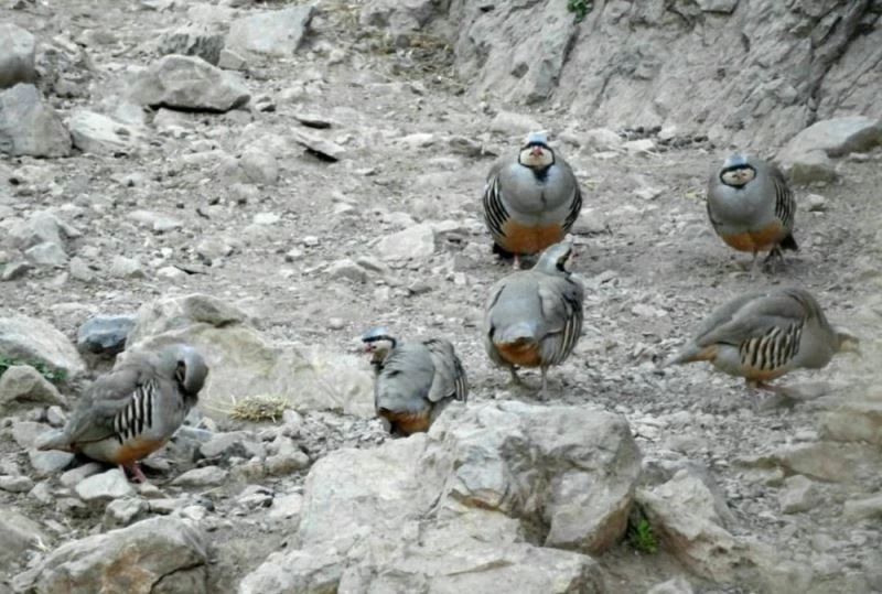Havalar ısındı keklik sürüleri görüntülendi
