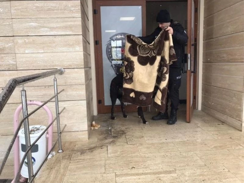 Kar yağışında üşüyen köpeğin üzerine polis battaniye örttü
