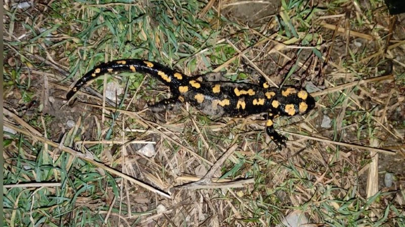 Şırnak’ta nesli tükenmekte olan Türk semenderi görüntülendi
