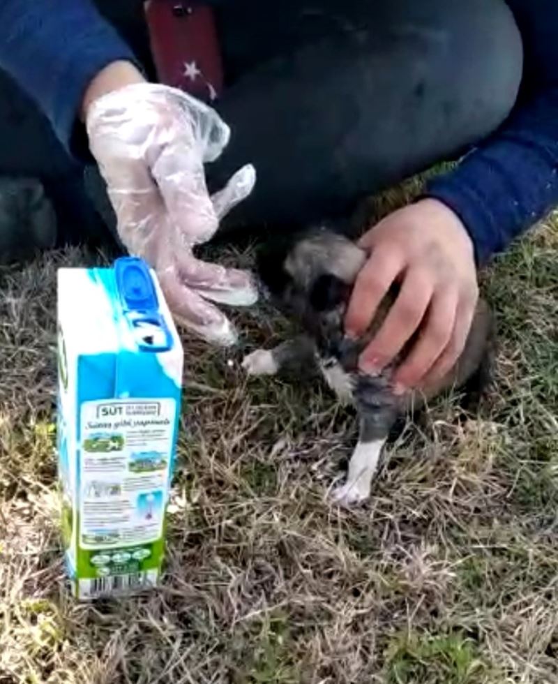 Eldiveni biberon yaptı, açlıktan ölmek üzere olan yavru köpeği kurtardı
