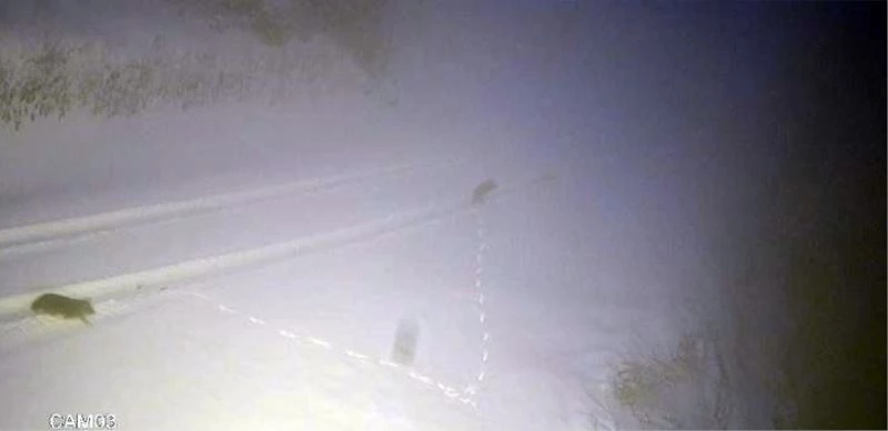 Kurtların yemek arayışı kamerada
