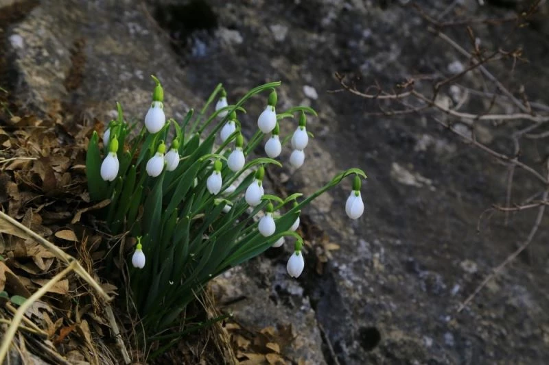 Orta Toroslarda kardelenler kara hasret çiçek açtı
