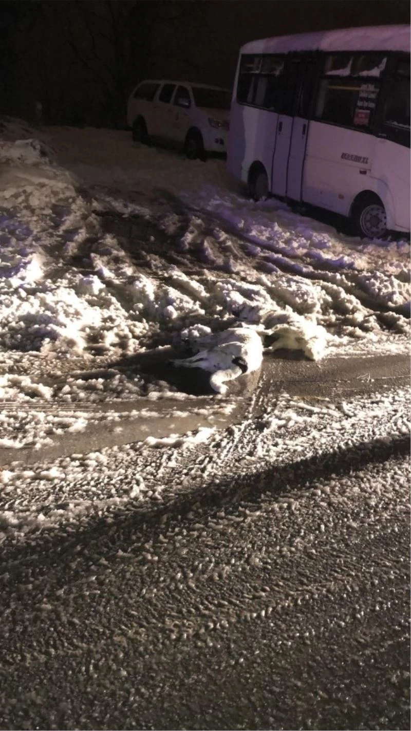 Zonguldak’ta kopan elektrik telleri iki köpeği telef etti
