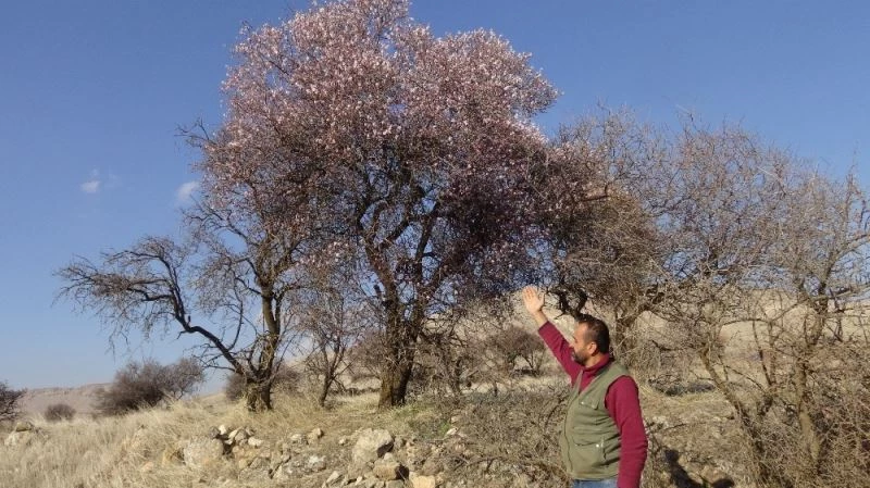 İklim değişikliğinin en büyük örneği Batman’da gerçekleşti: Badem ağaçları kış ortasında çiçek açtı
