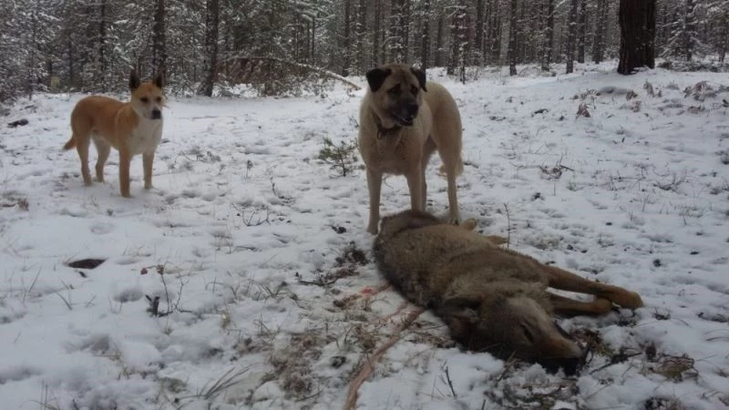 Koyun sürüsünü kurdun saldırısından kangallar kurtardı
