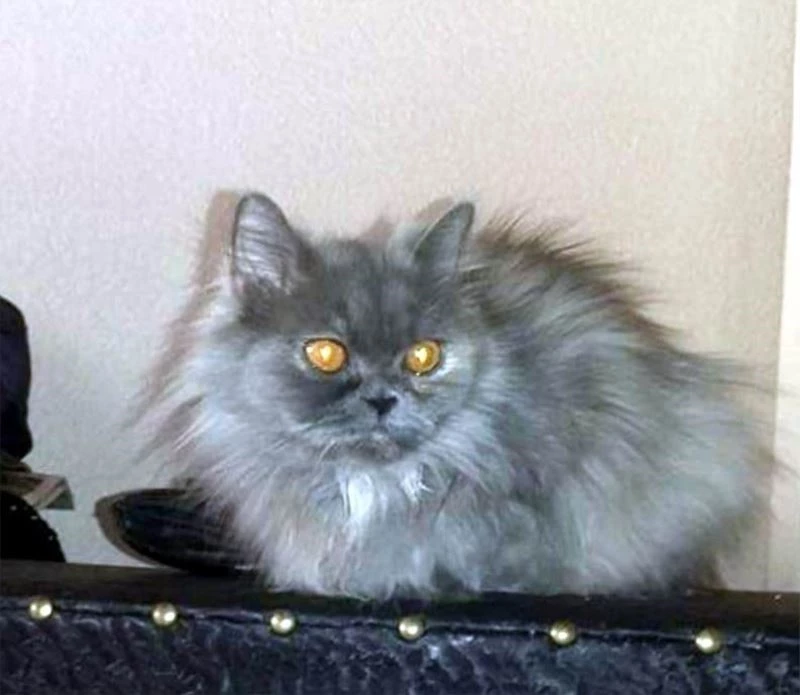 Kaybolan kedisini bulana 500 lira ödül verecek
