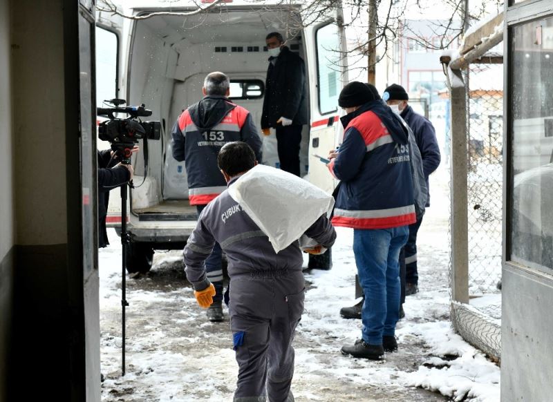 Ankara Büyükşehir Belediyesi’nden can dostlar için soğuk günlerde gönüllülerle iş birliği
