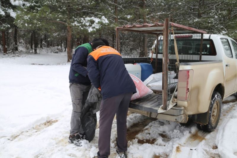 Erbaa Belediyesi kış şartlarında yiyecek bulmakta zorlanan yaban hayvanları için çalışma yaptı
