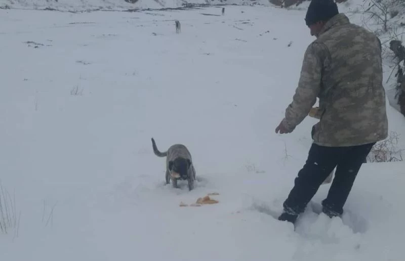 Delice’de soğuklarda sokak hayvanları unutulmadı
