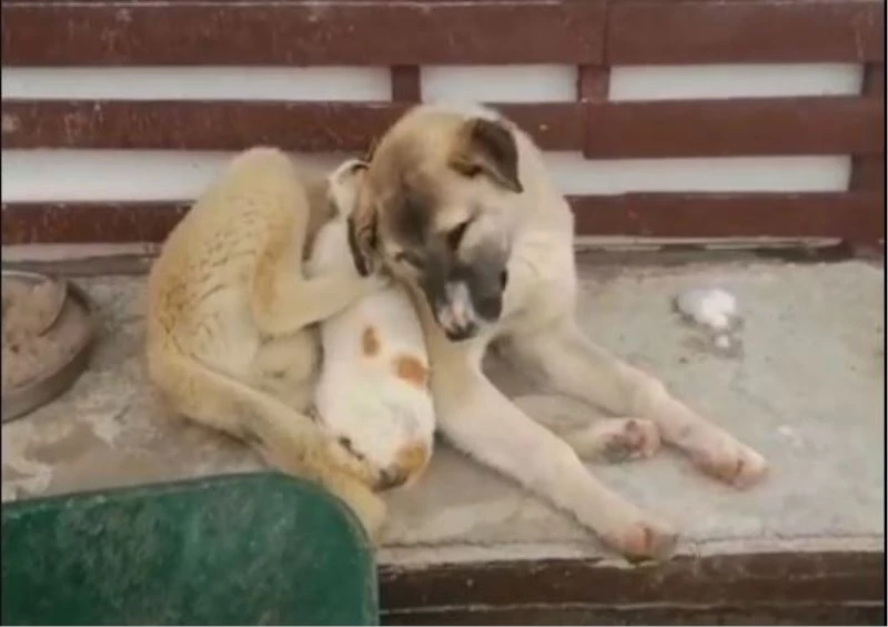 Soğuk hava ezelî düşmanları barıştırdı
