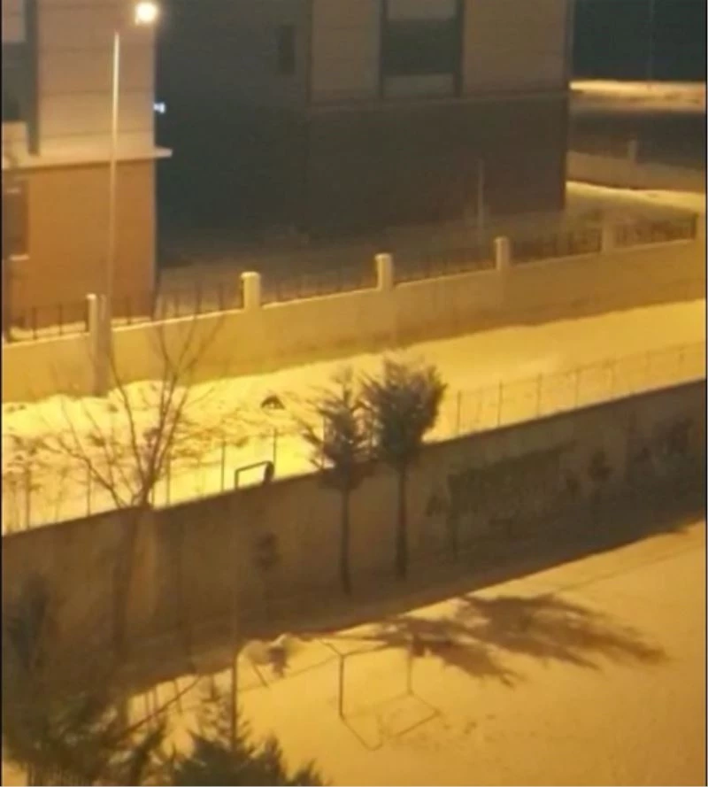 Tekirdağ’da aç kalan tilkiler şehre indi
