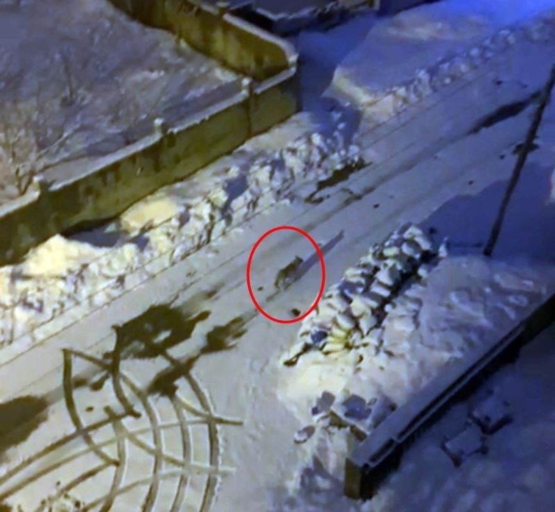 Yüksekova’da 6 gündür aranan kurt, boş sokakta gezerken görüntülendi
