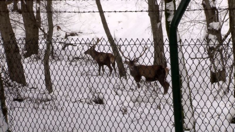 Belgrad Ormanı’ndaki geyikler böyle görüntülendi
