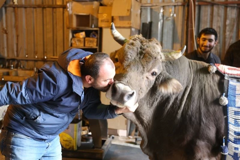 Tamirhanede beslediği 900 kiloluk boğasını 8 yıldır bir an olsun yanından ayırmıyor
