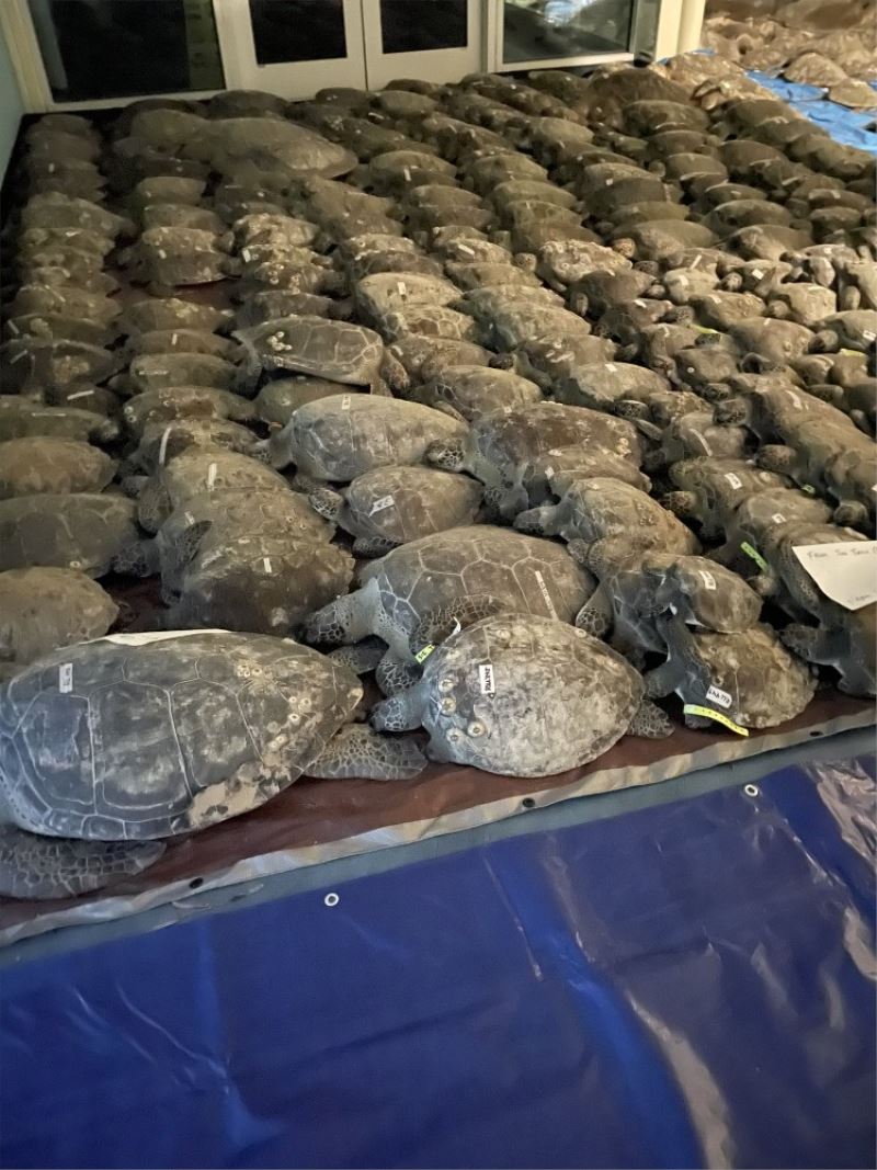 Texas’ta donmak üzere olan 3 bin 500’den fazla deniz kaplumbağası kurtarıldı
