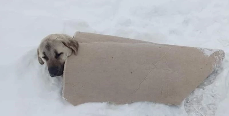 Köpeğin üzerine üşümesin diye halı ile örttü
