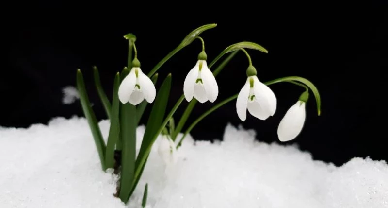 Bu çiçeği koparmanın cezası 80 bin lira
