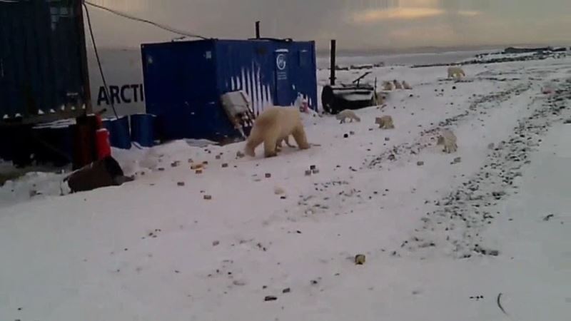 Rusya’da şantiyelere inen kutup ayıları paniğe neden oldu
