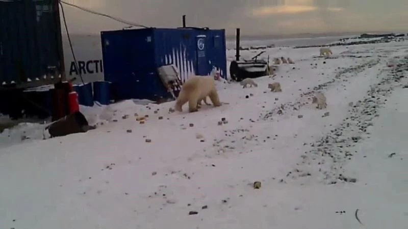 Rusya’da şantiyelere inen kutup ayıları paniğe neden oldu
