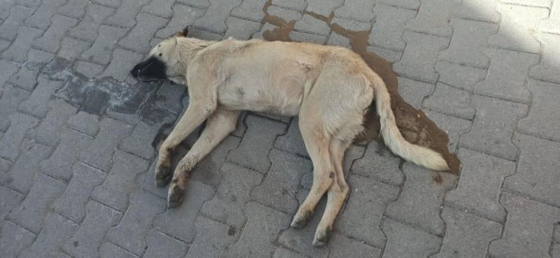 Ürgüp Kaymakamlığı: “Zehirlenerek öldürülen köpekler hakkında soruşturma başlatıldı”
