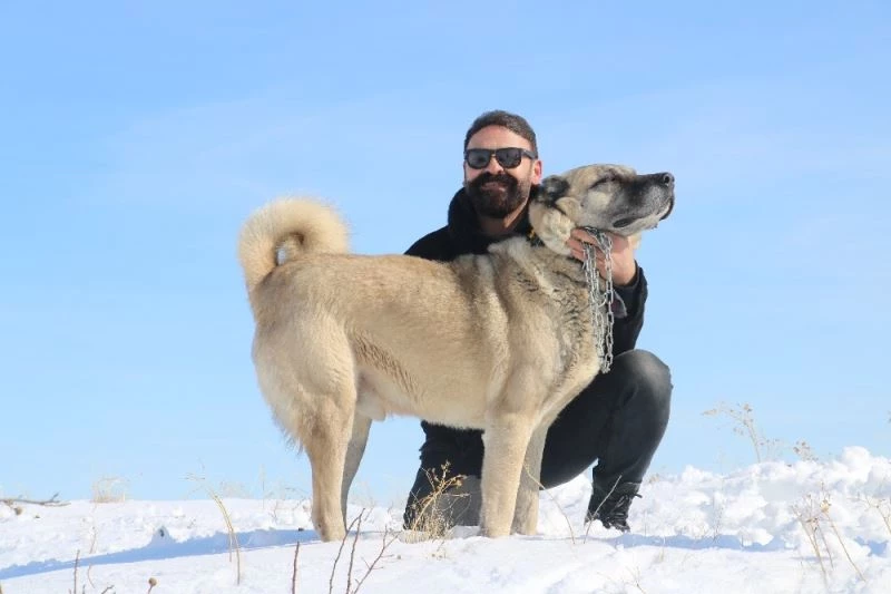 Kurtların korkulu rüyası Kangallar kurtlara nasıl yem oldu
