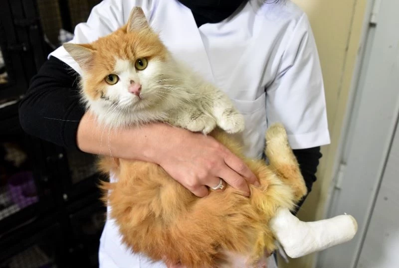 ’Satın alma, sahiplen’ tavsiyesi
