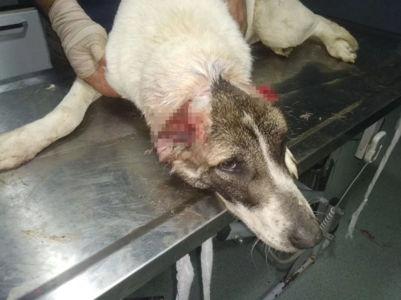 Kulakları kesilen köpek tedavi altında
