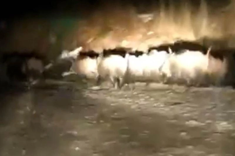 Domuz sürüleri aracın önünde koştu
