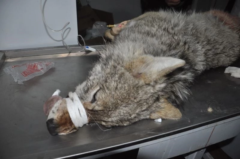 Yüksekova’da günlerdir korku salan kurt yakalandı
