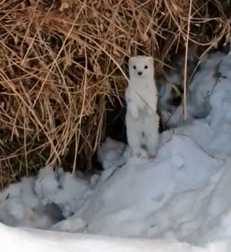 Yüksekova’da beyaz gelincik görüntülendi
