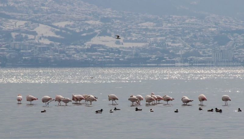 Körfez’i renklendiren flamingolar, kışın keyfini sürüyor
