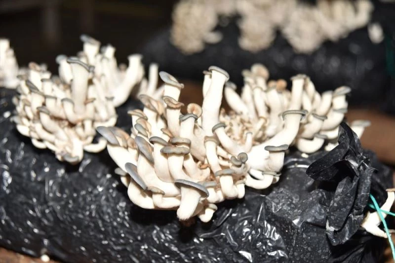 Hobi olarak mantar üretimine başlayan kadın girişimci talebe yetişemiyor