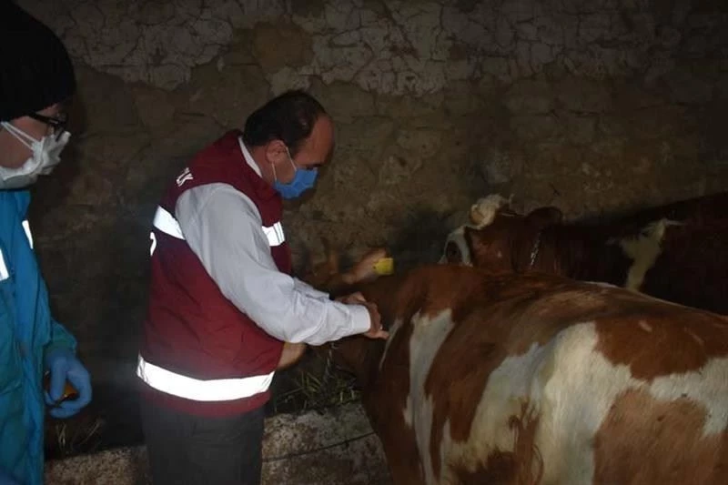 Bayburt’ta 80 bin baş hayvana şap aşısı vurularak 18 bin hayvana küpe takılacak
