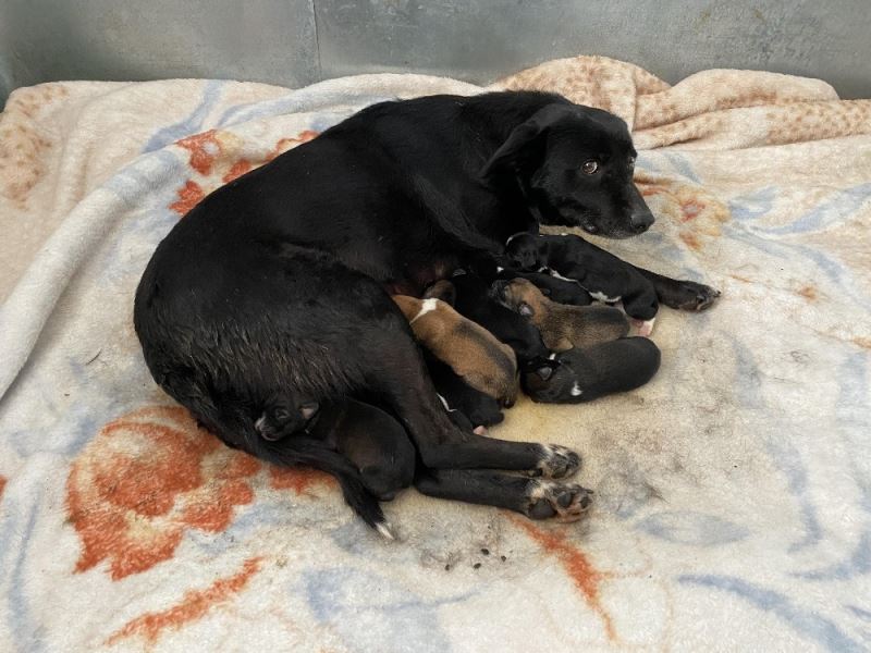 (ÖZEL) Esenyurt’ta donmaktan son anda kurtarılan yavru köpekten iyi haber geldi
