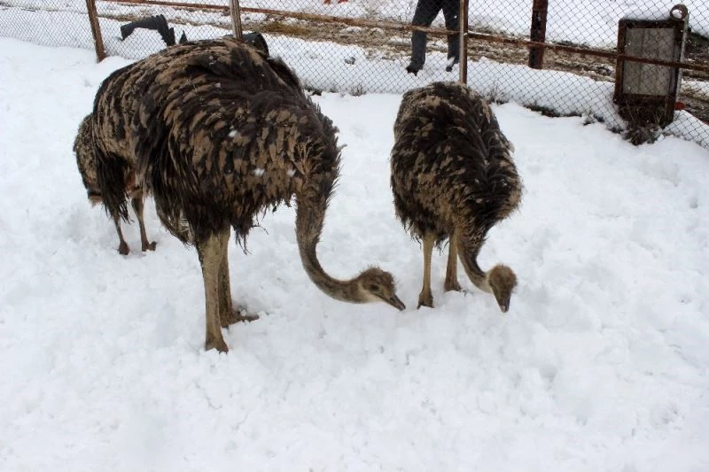 Yavru deve kuşlarının kar yeme yarışı
