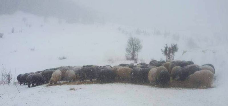 Artvin’de karda mahsur kalan çobanlar ve sürülerini kurtarıldı
