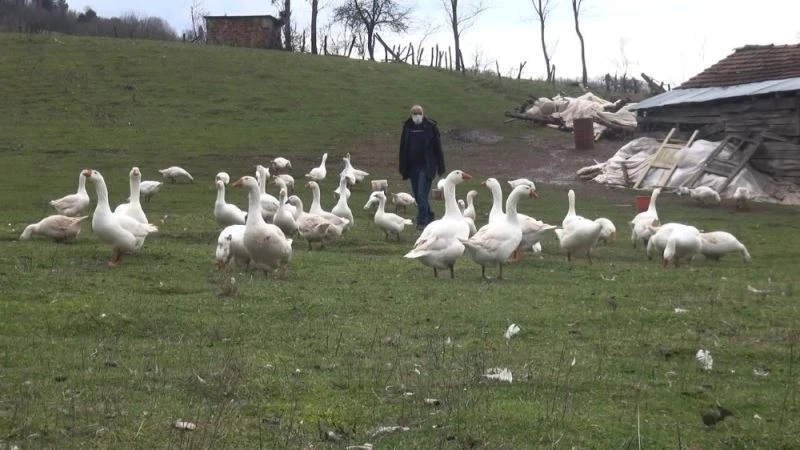 Kazlarıyla konuşuyor, bütün gününü onlarla geçiriyor
