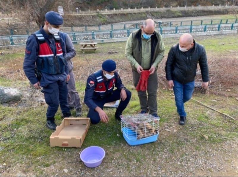 Yaralı tilkinin yardımına jandarma koştu
