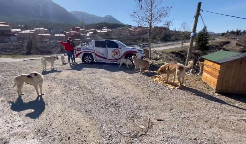 Adanalı kebapçı sokak hayvanlarını unutmadı
