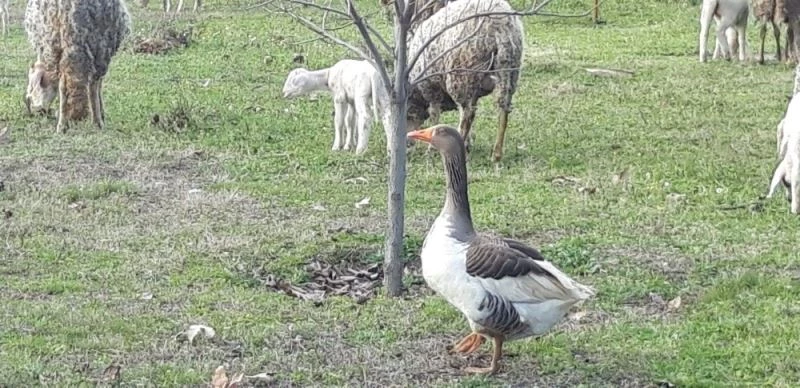 Bu kaz koyunlara çobanlık yapıyor
