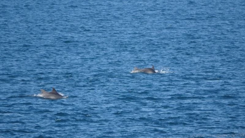 Çanakkale Boğazı’nda yunus balıklarının şovu
