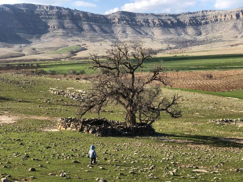Mardin’de köylüler, 250 yıllık meşe ağacının koruma altına alınmasını istiyor
