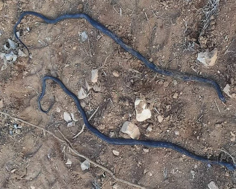 Havaların ısınmasıyla ortaya çıkan yılanlar köylüleri tedirgin etti
