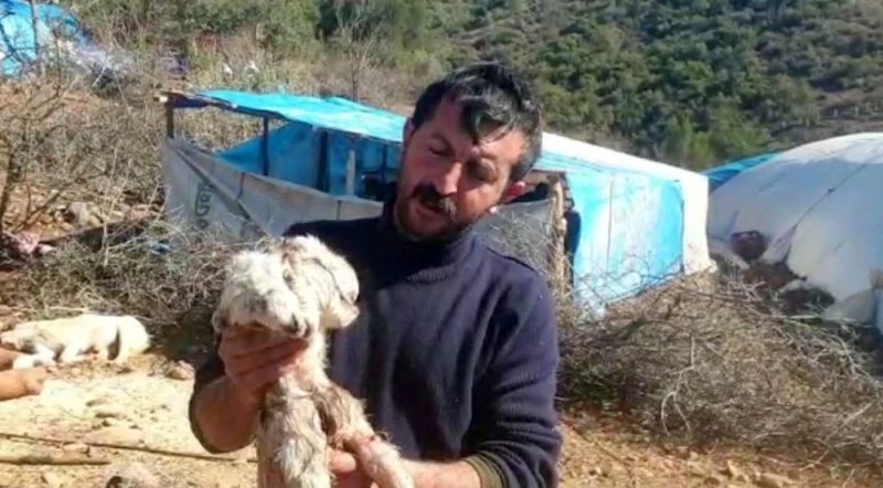 Osmaniye’de çift başlı doğan oğlak görenleri şaşkına çevirdi