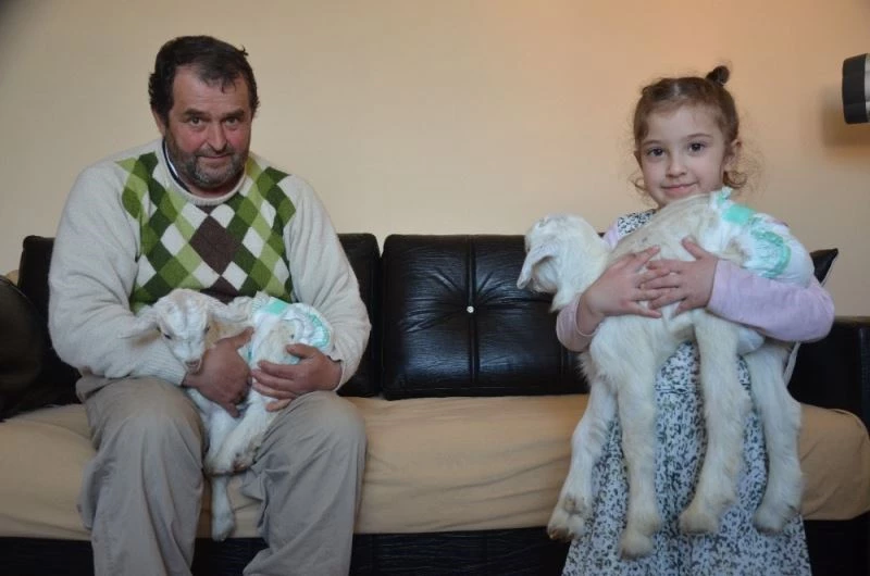 Yavru keçiler Kartopu ve Bulut anne şefkatiyle evde bakılıyor
