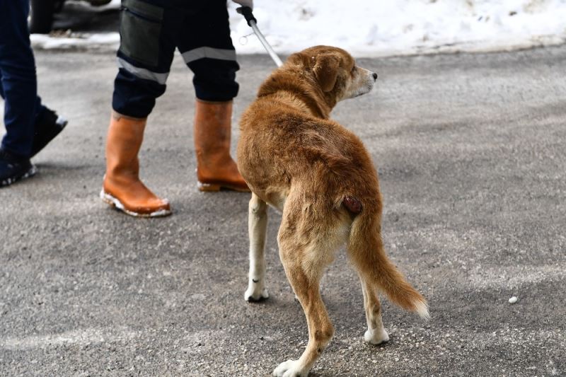 Tümörlü köpek sağlığına kavuştu
