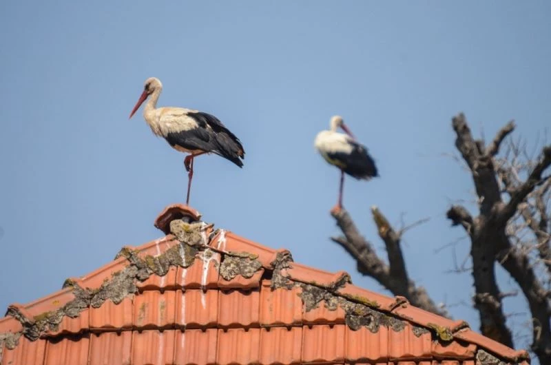 Türkiye’de leylek sürüleri görülmeye başlandı, doğa fotoğrafçıları heyecanlı
