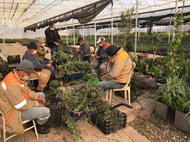 Büyükşehir çiftçi için adaçayı fidesi üretiyor

