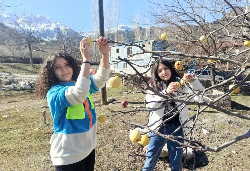 Kuşlar için ağaçlara elma astılar
